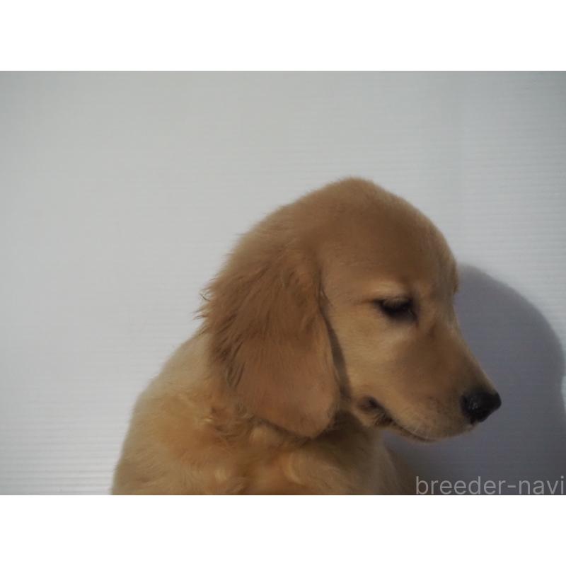 販売中の山梨県のゴールデンレトリーバー-406613の2枚目